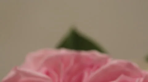 Delicate Wedding background with Rings and Buttercup Flower Stock Footage 66443491