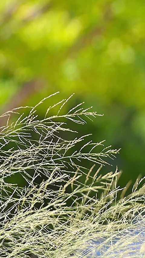 Delicate Weeping Lovegrass Swaying Against a Beautiful Graded Backdrop,02 库存影片 343936712