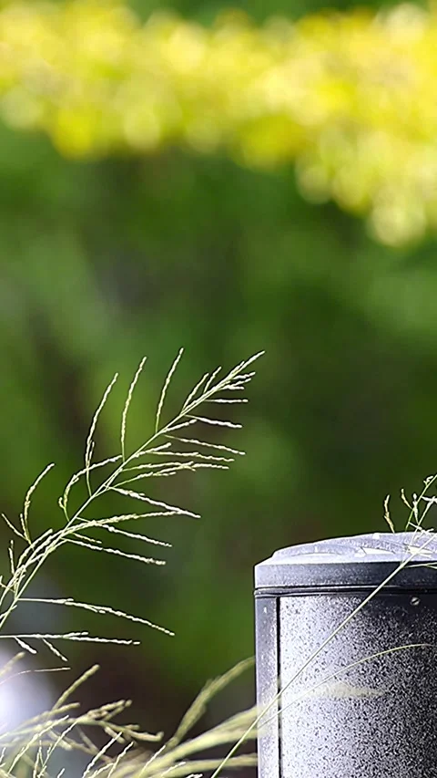 Delicate Weeping Lovegrass Swaying Against a Beautiful Graded Backdrop,01 Stock Footage 343937152