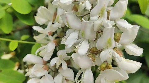 Delicate white acacia blossoms cascade down in a gentle spring breeze Stock Footage 336331856