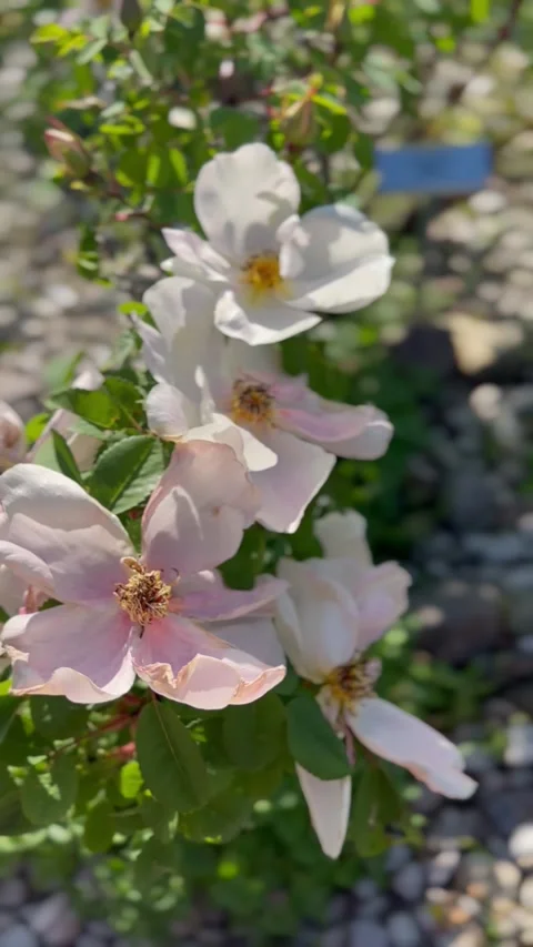 Delicate white and pink blossoms in sunlight with soft background blur Видео 335981807