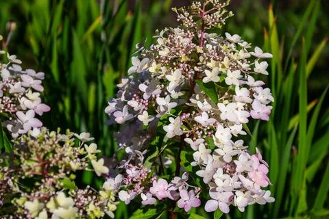 Delicate white and pink hydrangea flowers bloom in the summer garden Stock Photos