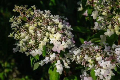 Delicate white and pink hydrangea flowers bloom in soft sunlight Stock Photos