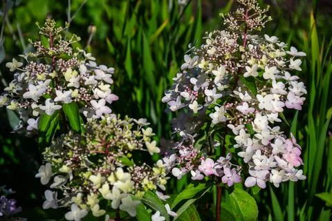 Delicate white and pink hydrangea flowers bloom in a lush garden setting Stock Photos