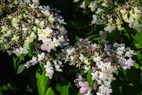 Delicate white and pink hydrangea flowers bloom in lush green foliage Stock Photos