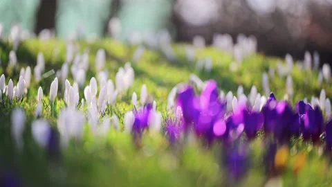 Delicate white and purple crocus blooming in meadow, calm spring scene, 4K slow Vídeo Stock 332309141