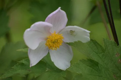 Delicate white anemone flower with a tiny green spider camouflaged on its pet Stock Photos