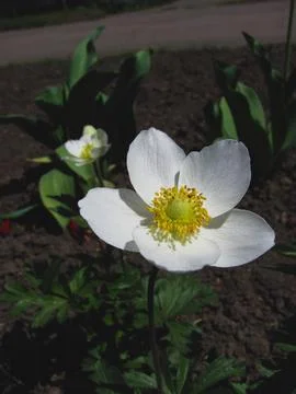 Delicate white anemone Stock Photos