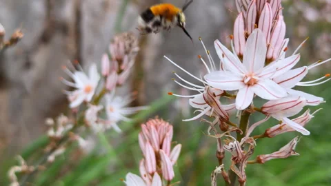 Delicate white asphodel flower blooming on a tall stem in a wild meadow Vídeo Stock 336387578