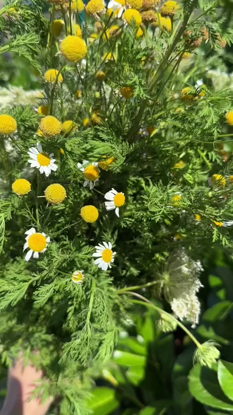 Delicate white blossoms and small yellow flowers Stock Footage 346184664