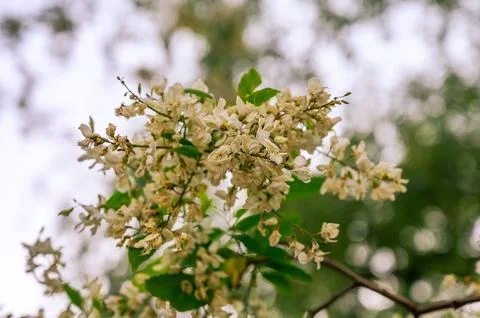 Delicate white blossoms cascade from a tree branch against a soft, blurred .. 스톡 사진