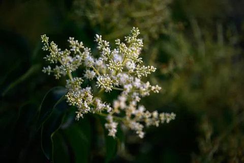 Delicate white blossoms cluster on slender stems Stock Photos