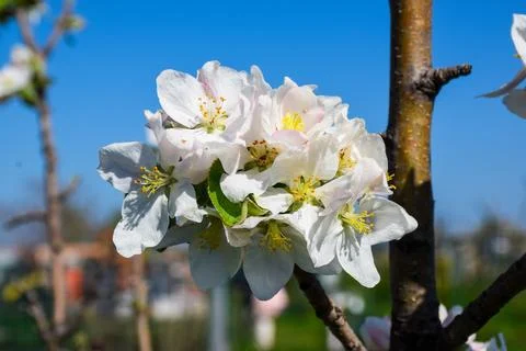 Delicate white blossoms with hints of pink bloom on a tree branch against a.. Фото