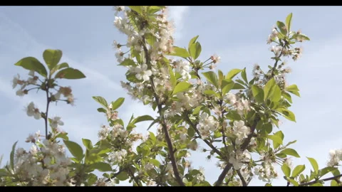 Delicate white blossoms of Morello cherry tree Stock Footage 272225748