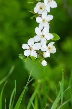 Delicate white blossoms Stock Photos