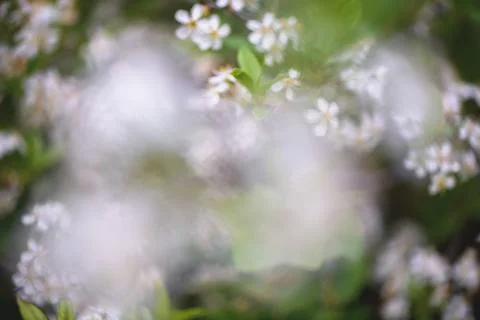 Delicate white blossoms with a soft focus creating a dreamlike bokeh effect,  Fotos Stock