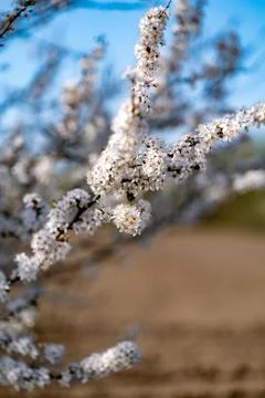 Delicate White Blossoms in Spring Light Foto stock