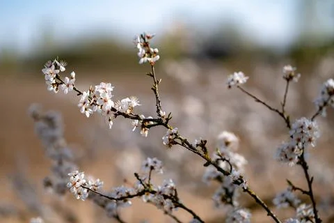 Delicate White Blossoms in Spring 写真素材