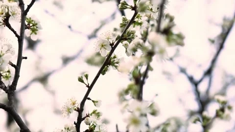 Delicate white blossoms sway gently on tree branch. Stock Footage 335710767