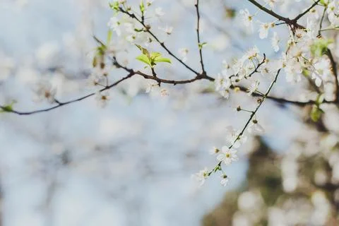 Delicate white blossoms on tree branches in soft focus against a bright blue  Stock Photos
