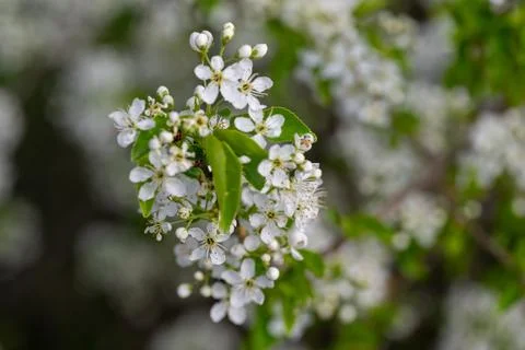 Delicate white blossoms on a tree. Stock Photos