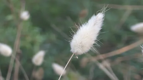 Delicate White Bunny Tail Grass Moving in a Light Breeze Stock Footage 347324115