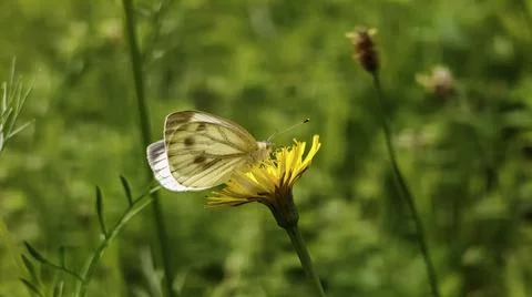 Delicate white butterfly with patterned wings rests on a bright yellow wild.. Stock Photos