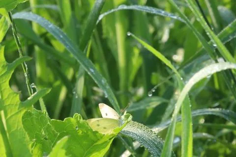 Delicate white butterfly rests on a dew-kissed green leaf in morning sunlight Stock Photos