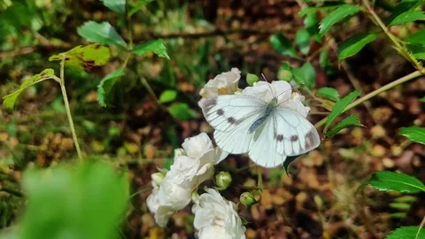 Delicate white butterfly rests on small white flowers in nature Stock Footage 340447598