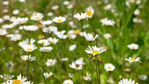 Delicate White Chamomile Stock Footage 311804631