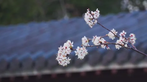 Delicate White Cherry Blossom Flowers Blooming on Tree Branches in Springtime Stock Footage 342222814