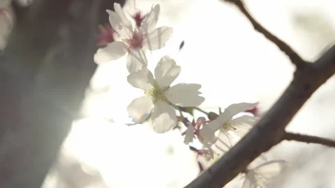 Delicate White Cherry Blossoms Backlit by Sunlight on Dark Branch Vídeos de archivo 337404937