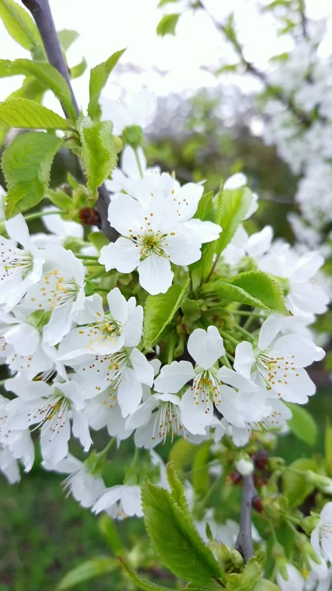 Delicate white cherry blossoms bloom vibrantly on a spring day Stock Footage 333583036