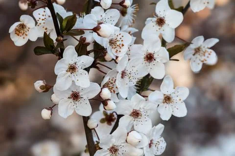 Delicate white cherry blossoms bloom on a dark branch in soft natural light Stock Photos
