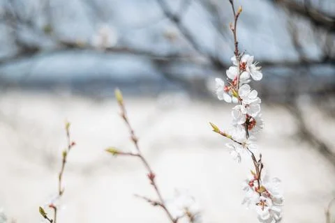 Delicate white cherry blossoms bloom on a thin branch in soft spring light. Stock Photos