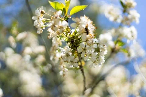 Delicate white cherry blossoms bloom on a sunny spring day with a bee visitin 库存照片