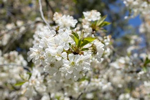 Delicate white cherry blossoms bloom vibrantly against a soft blue sky Stock Photos