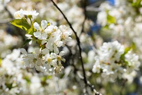 Delicate white cherry blossoms bloom on a tree branch in soft sunlight Stock Photos