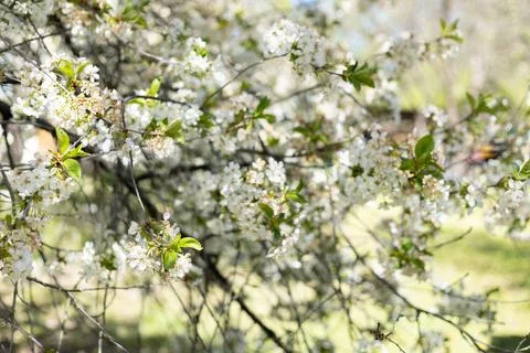 Delicate white cherry blossoms bloom on tree branches in soft sunlight Stock Photos
