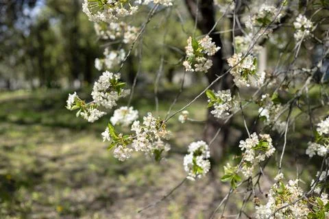 Delicate white cherry blossoms bloom on branches in soft spring sunlight Stock Photos