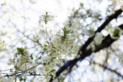 Delicate white cherry blossoms bloom on a dark tree branch against a bright s Stock Photos