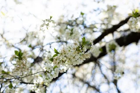 Delicate white cherry blossoms bloom on dark branches against a bright sky Stock Photos