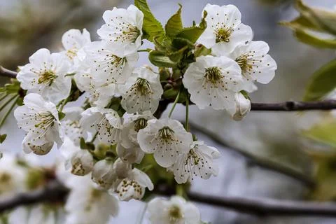 Delicate white cherry blossoms bloom on a spring branch with soft focus bac.. Stock Photos