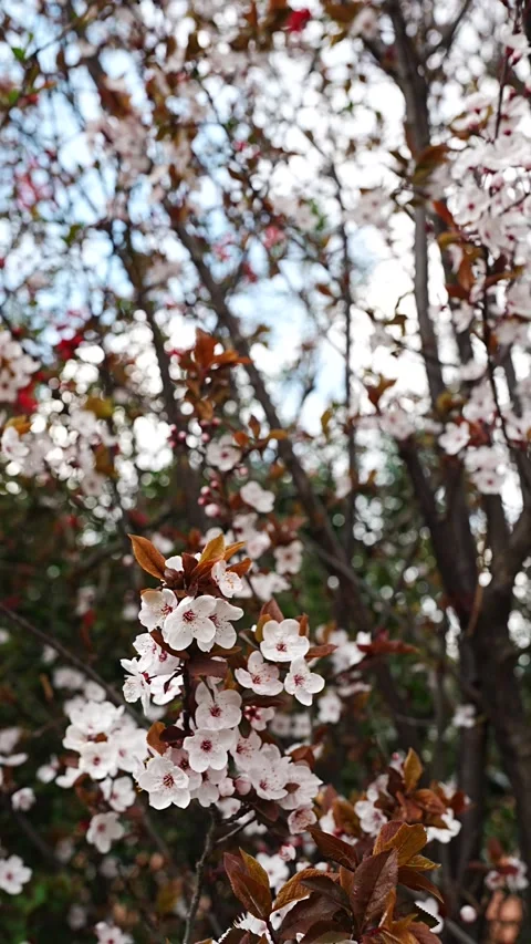 Delicate white cherry blossoms blooming on dark branches set against a soft Stock Footage 332628766