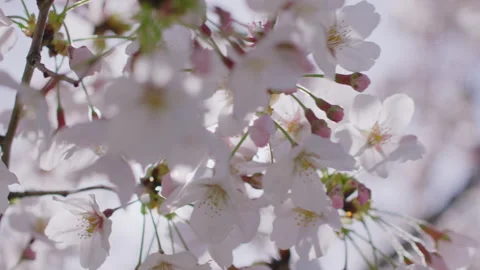 Delicate White Cherry Blossoms Blooming on Branches in Sunlight Vidéo 334827471