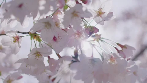 Delicate White Cherry Blossoms Blooming Against Bright Sunlit Sky, Close-up Vidéo 334827628
