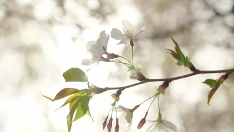 Delicate White Cherry Blossoms Blooming on Branch in Sunlight Vidéo 337404805
