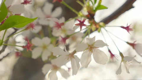 Delicate White Cherry Blossoms Blooming on Branches in Spring Garden Video stock 337404858
