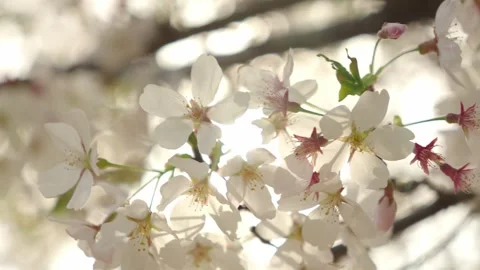 Delicate White Cherry Blossoms Blooming on Branch in Sunlight Stock-Footage 337404920