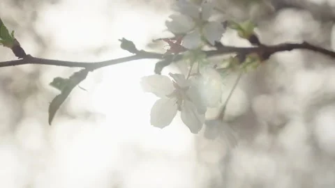 Delicate White Cherry Blossoms Blooming on Branch in Spring Sunlight Stockbeeldmateriaal 337405005